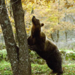 L’orso bruno marsicano al Parco Nazionale d’Abruzzo