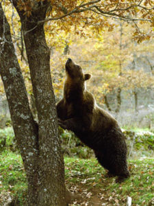 orso-bruno-marsicano