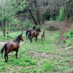 #aptmassa2012: Cammina cammina…al Monte Brugiana